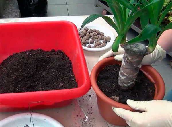 Комнатная юкка и ее разновидности с фото, как самостоятельно размножить и пересадить растение