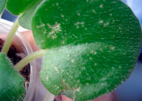 Почему паутинный клещ поcеляется на комнатных растениях, и как с ним бороться