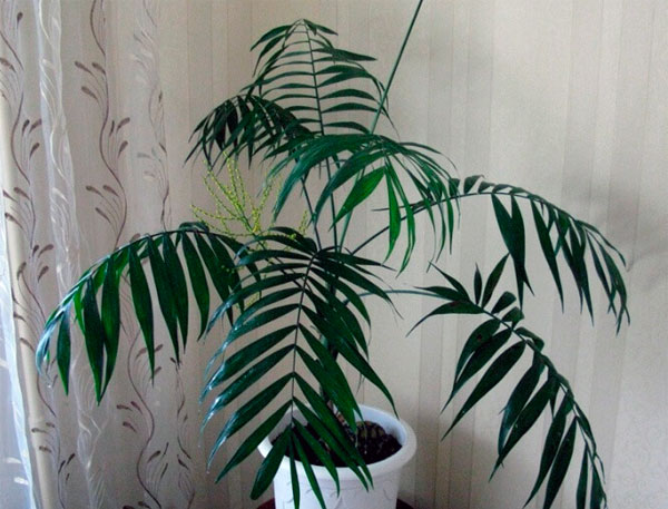 Комнатное растение хамедорея, уход за ней и размножение в домашних условиях