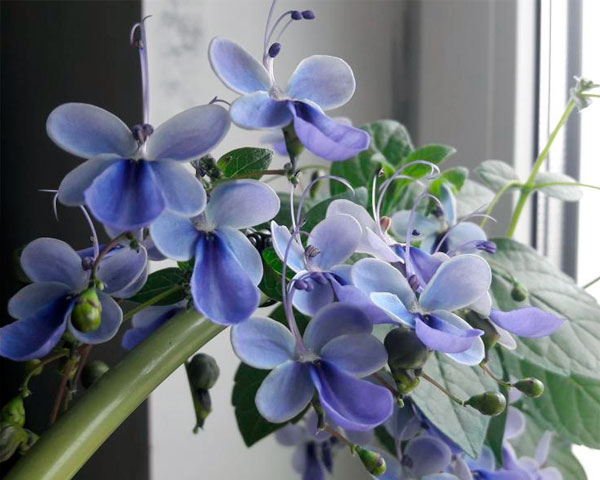 Цветок клеродендрум: основные виды и фото их цветов, как размножить, как заставить цвести и другая информация по уходу