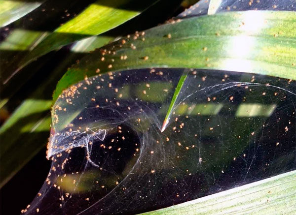Почему паутинный клещ поcеляется на комнатных растениях, и как с ним бороться