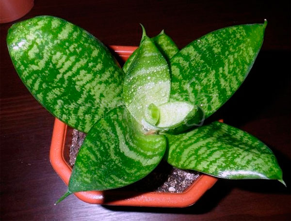 Комнатное растение щучий хвост: описание и фото его цветов, приметы, как правильно ухаживать