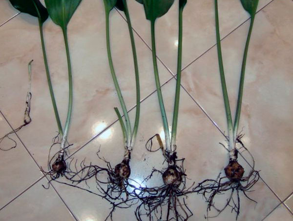 Комнатный цветок эухарис или амазонская лилия и как необходимо ухаживать за ним