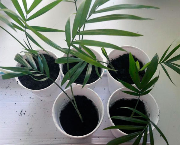Комнатное растение хамедорея, уход за ней и размножение в домашних условиях