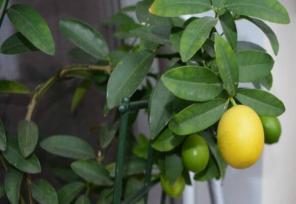 Цитрофортунелла лимон (каламондин) в домашних условиях: уход и правила выращивания
