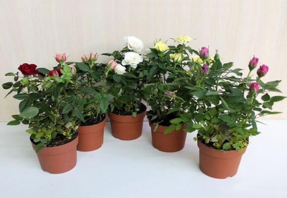 Домашняя роза: правила выращивания и размножения в комнатных условиях