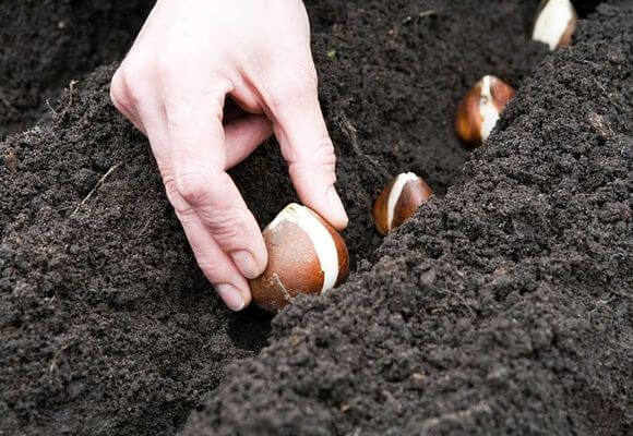 Как посадить гиацинты осенью: выбор луковиц, емкости и подготовка грунта