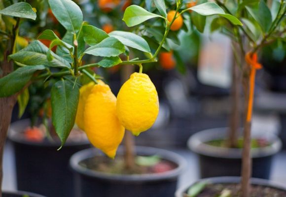 Как правильно подрезать лимонное дерево в домашних условиях: советы специалистов