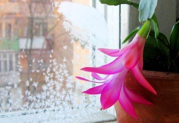 Как правильно выращивать цветок декабрист? Его описание и родина