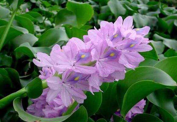 Как сохранить водяной гиацинт зимой? Основные правила по выращиванию и уходу за цветком