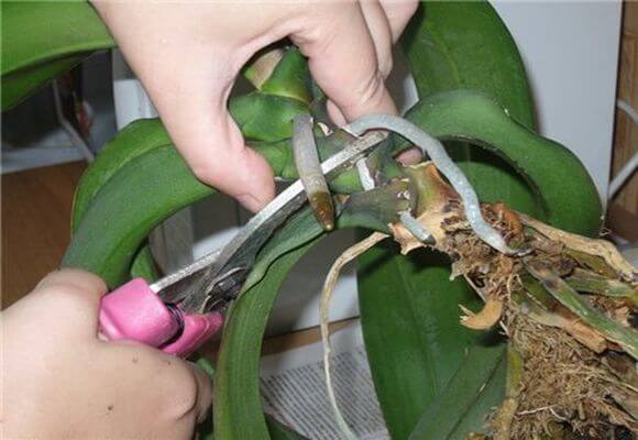Как ухаживать за комнатной орхидей в домашних условиях?