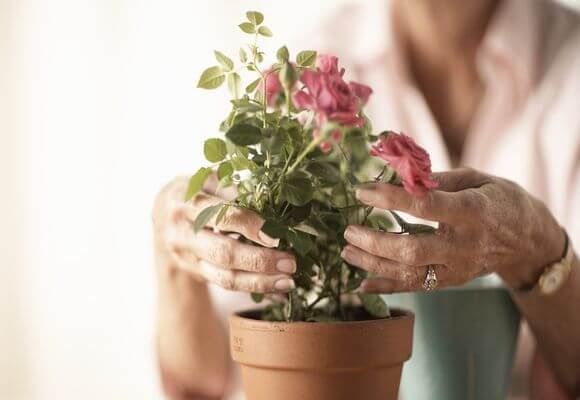 Как ухаживать за комнатной розой в горшке в домашних условиях: правильный полив и выращивание