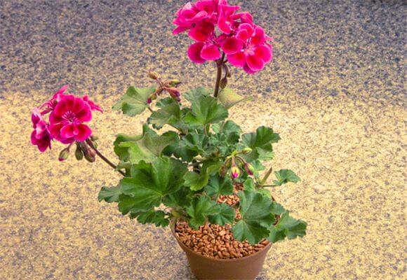 Как ухаживать за пеларгонией в домашних условиях? Период цветения и возможные проблемы при выращивании