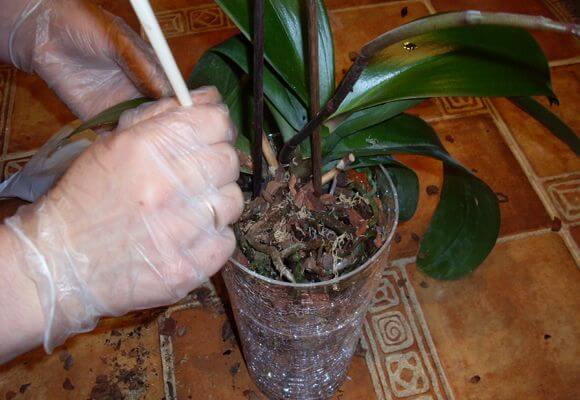 Какое выбрать удобрение для подкормки орхидеи фаленопсис?