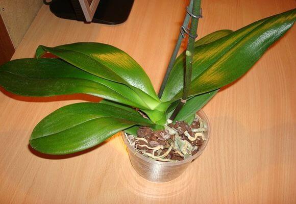 Какое выбрать удобрение для подкормки орхидеи фаленопсис?