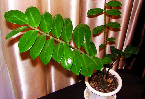 Комнатное растение долларовое дерево уход в домашних условиях и выращивание