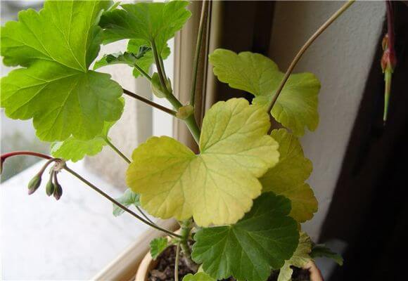 Почему у герани желтеют листья? Ошибки содержания комнатного растения