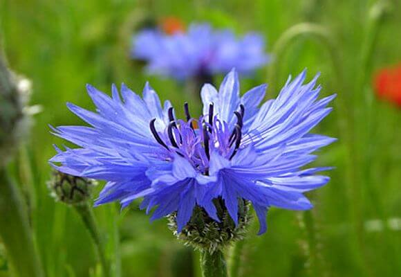 Применение синего василька: лечебные и полезные свойства растения, рецепты народной медицины