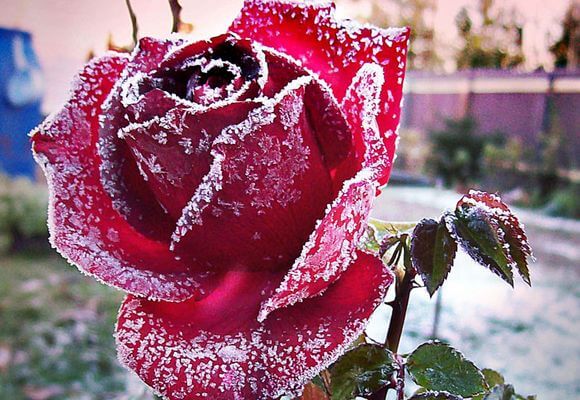 Сооружение укрытия и другие меры для сохранения роз зимой