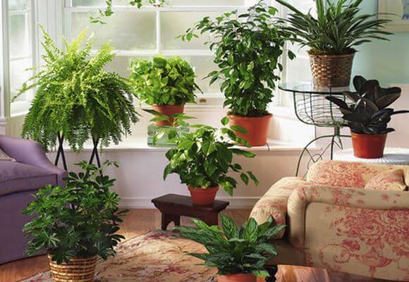 Тенелюбивые комнатные растения: неприхотливые, цветущие, ампельные