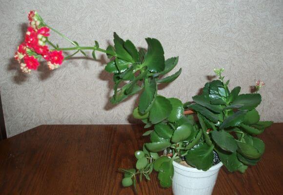Уход за домашним цветком каланхоэ: выращивание, размножение, полив