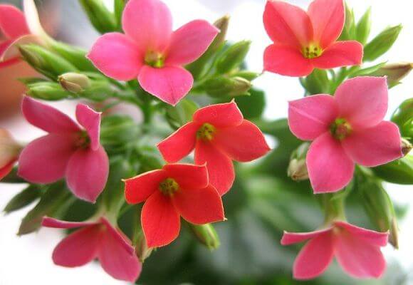 Уход за домашним цветком каланхоэ: выращивание, размножение, полив