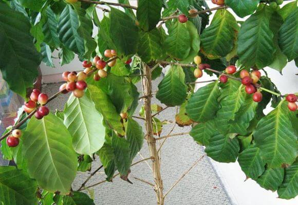 Уход за кофейным деревом в домашних условиях: посадка и выращивание