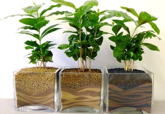 Уход за кофейным деревом в домашних условиях: посадка и выращивание