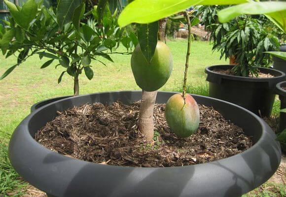 Выращивание манго в домашних условиях из косточки и семян