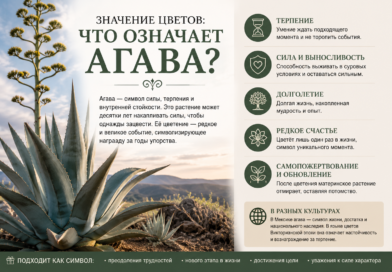 Значение цветов: что означает агава? Значение цветов: что означает агава?