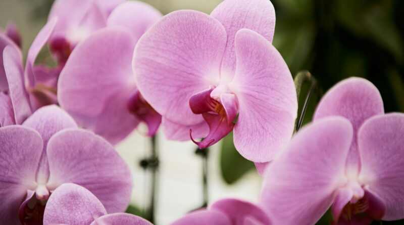 Detailed close-up of vibrant pink orchids showcasing their delicate petals and exotic beauty.