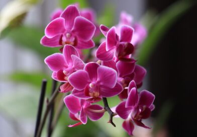 Close-up of vibrant pink Phalaenopsis orchids with delicate petals in natural light.