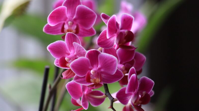 Close-up of vibrant pink Phalaenopsis orchids with delicate petals in natural light.
