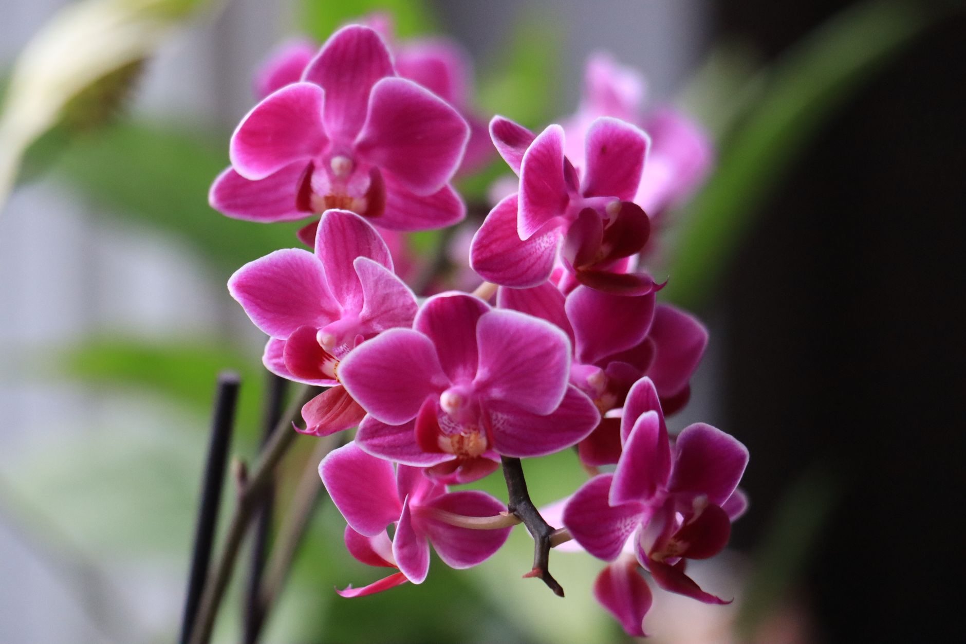 Close-up of vibrant pink Phalaenopsis orchids with delicate petals in natural light.
